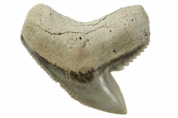 1.27" Fossil Tiger Shark (Galeocerdo) Tooth -  Aurora, NC